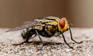 Images Dated 9th March 2014: Blow fly