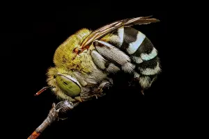 : Blue Banded Bee resting for the night - Amegilla cingulata