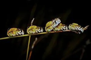 : Five Blue Banded Bees roosting for the night - Amegilla cingulata