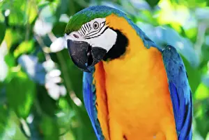 Blue & Gold Macaw