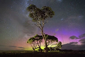 James Stone Nature Photography Collection: Blue and green aurora behind gum trees