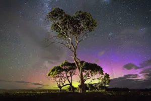 Blue and green aurora behind gum trees Blue and green aurora behind gum trees