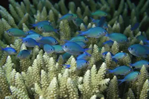 School Of Fish Prints: Blue-Green Chromis in coral thicket, Australia
