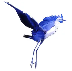 Blue Heron