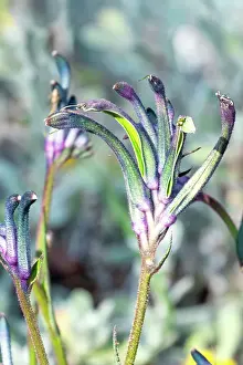 Prints of Blue Kangaroo paw flowers, hybridisation of the Anigozanthos species Louise Docker Photography Prints: Blue Kangaroo paw flowers