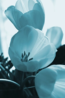 Flower And Plant Prints: Blue Petals of a tulip