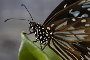 Tracey Dee Photography Prints: Blue Tiger butterfly