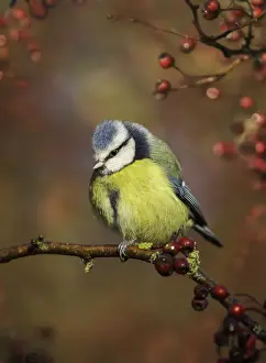 Blue tit (Cyanistes caeruleus) on branch