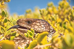 <b class=qtipBold><figcaption>Blue tongue</figcaption></b><br>Blue tongued skink lizard in Perth Australia<br><em>© John Crux</em> Blue tongue