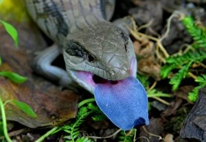 Lizards Collection: Blue tongue lizard