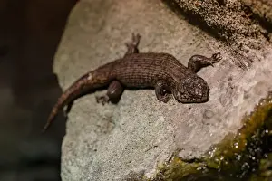 Craig Jewell Photography Prints: Blue tongue lizard