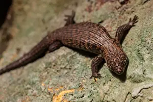 Blue tongue lizard
