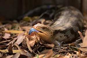 <b class=qtipBold><figcaption>Blue-tongued lizard</figcaption></b><br>Blue-tongued lizard with it's tongue out in leaf litter. Blue-tongued lizard