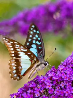 Blue Triangle Butterfly