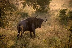 Images Dated 8th May 2014: A Blue Wildebeest in the Morning Light, Kruger National Park, South Africa