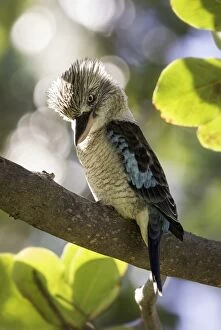 Kookaburras Collection: Blue-winged kookaburra