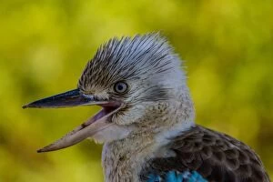 Kookaburras Collection: Blue-winged Kookaburra Laughing