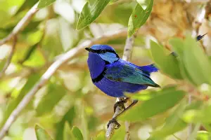 Robbie Goodall Photography Prints: Blue Wren - Splendid Fairywren - Malurus splendens