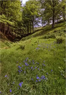 1970 1979 Prints: Bluebells in bloom in the Peak district, England