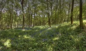 Images Dated 1st January 1970: Bluebells in bloom in the Peak district, England