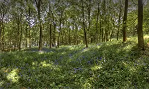 Bluebells in bloom in the Peak district, England