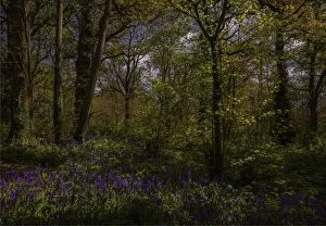 Images Dated 23rd April 2017: Bluebells in the Spring at Badbury rings, Dorset, England, United Kingdom
