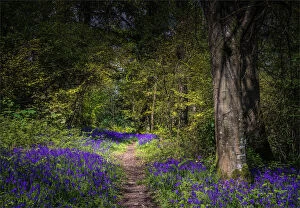 Images Dated 23rd April 2017: Bluebells in the Spring at Badbury rings, Dorset, England, United Kingdom