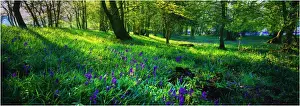 Bluebells in spring, Hampshire, England