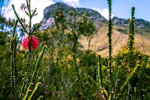 Images Dated 9th December 2015: Bluff Knoll and Swamp Bottlebrush