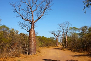 Boab Avenue