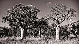 Boab grove Boab grove