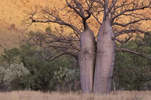 Natphotos Collection: Boab Tree, Kimberley, Western Australia