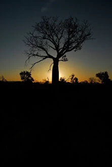 Images Dated 10th April 2015: Boab Tree silhouetted against the setting kununurra sun