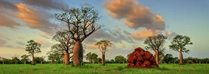 Awe Inspiring Australian Panoramas Collection: Boab Trees Derby Kimberley WA