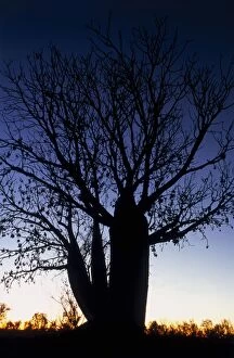 John W Banagan Collection: Boabab Tree at Sunset