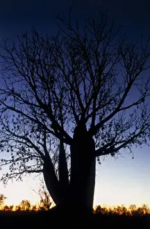 John W Banagan Prints: Boabab Tree at Sunset