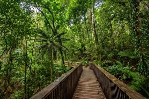 Images Dated 4th August 2016: Boardwalk at Daintree rainforest, Queensland
