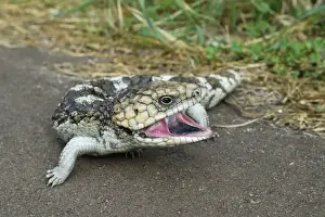 Bobtail Lizard, Stump-tailed Skink or Shingleback Skink (Tiliqua rugosa), Western Australia, Australia