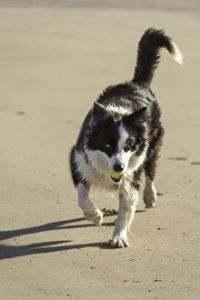 Images Dated 31st July 2014: A Border Collie