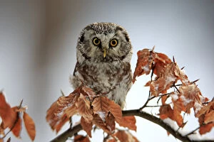 Naturfotografie & Sohns Wildlife Photography Collection: Boreal Owl, (Aegolius funereus)