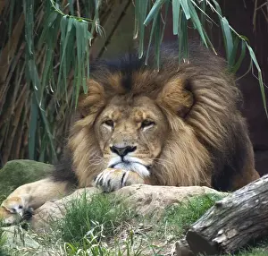 Bored lion