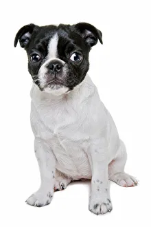 Boston Terrier Puppy looking at the camera on white backdrop Boston Terrier Puppy looking at the camera on white backdrop