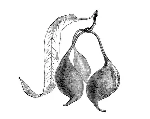 Botany plants antique engraving illustration: Brachychiton rupestris, narrow-leaved bottle tree, Queensland bottle tree Botany plants antique engraving illustration: Brachychiton rupestris, narrow-leaved bottle tree, Queensland bottle tree