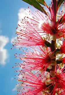 Prints of Bottlebrush with the sky in the background Louise Docker Photography Prints: Bottlebrush with the sky in the background