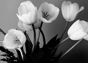 Tulip Prints: Bouquet of tulips in black and white