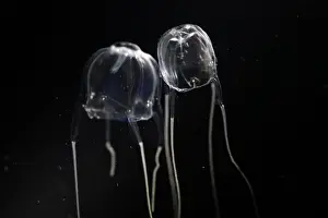 Box Jellyfish with black background
