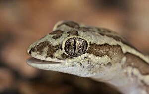 Gecko Collection: Box-patterned gecko (Lucasium steindachneri)