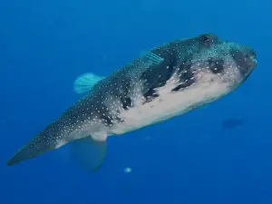 Boxfish - Osprey Reef