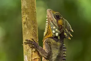 Boyds Forest Dragon