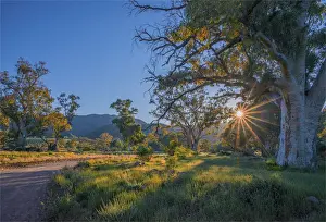 Ravine Prints: Brachina gorge at dawn, southern region of the Flinders Ranges National Park